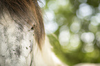 Icelandic horse detail