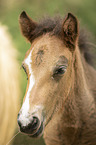 Icelandic horse foal