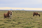 herd of Icelandic horses