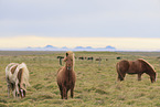 herd of Icelandic horses