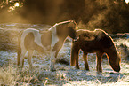 Icelandic horses