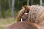 Icelandic stallion