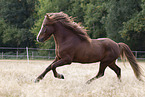 Icelandic stallion