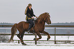 Icelandic stallion