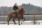 Icelandic stallion