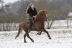 Icelandic stallion