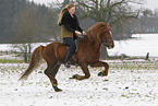 Icelandic stallion