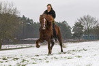 Icelandic stallion