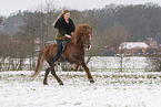 Icelandic stallion