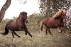 running Icelandic Horse
