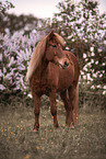 Icelandic horse