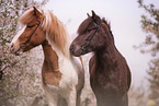 2 Icelandic horses