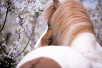 Icelandic horse in spring