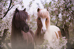 2 Icelandic horses