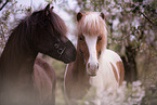 2 Icelandic horses