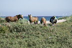 Icelandic horses