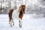 Islandic horse in winter