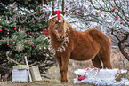Islandic horse with christmas decoration