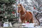 Islandic horse in winter