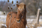 Islandic horse in winter