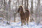 Islandic horse in winter