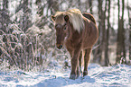 Islandic horse in winter