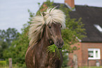 Icelandic horse in summer