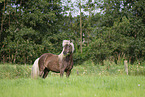 Icelandic horse in summer