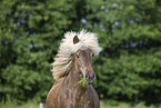 Icelandic horse in summer