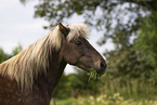 Icelandic horse in summer