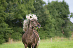 Icelandic horse in summer