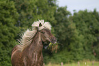 Icelandic horse in summer