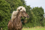 Icelandic horse in summer