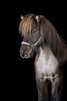 shorn Icelandic horse