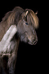 shorn Icelandic horse