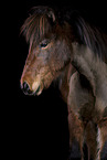 shorn Icelandic horse