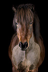 shorn Icelandic horse