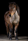 shorn Icelandic horse