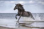 Icelandic horse at the beach