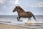 Icelandic horse at the beach