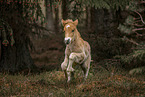 Icelandic horse foal