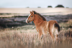 Icelandic horse foal