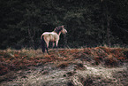 Icelandic horse