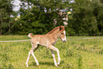 Icelandic foal