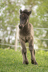 Icelandic horse foal