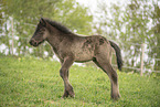 Icelandic horse foal