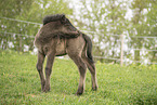 Icelandic horse foal