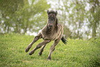 Icelandic horse foal