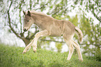 Icelandic horse foal