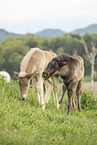 2 Icelandic horse foals